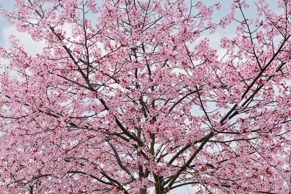 Blossoming Sakura Tree Cloudy Day — Stock Photo, Image