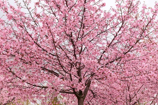 Blossoming Sakura Tree Cloudy Day — Stock Photo, Image