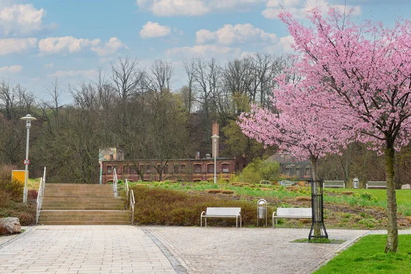 stock image View of city park with benches, stairs and blossoming trees