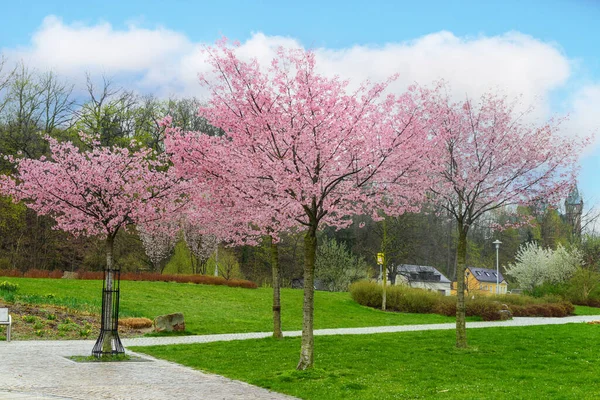 Widok Parku Miejskiego Kwitnącymi Drzewami — Zdjęcie stockowe