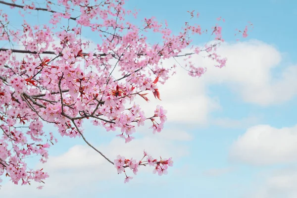 曇り空に桜の枝を咲かせ クローズアップ — ストック写真