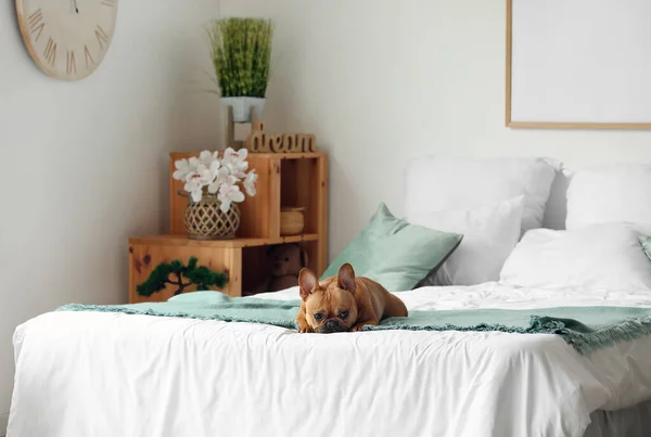 stock image Cute French bulldog lying on bed at home