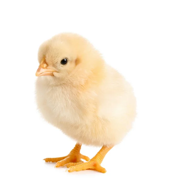 Schattige Kleine Chick Witte Achtergrond — Stockfoto