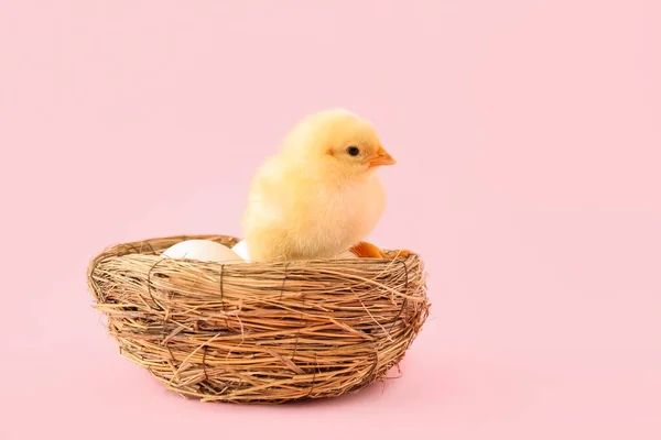 Nest Eggs Cute Little Chick Pink Background — Stock Photo, Image