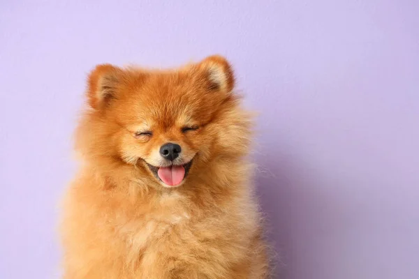 Aranyos Pomeranian Kutya Orgona Háttér Közelről — Stock Fotó