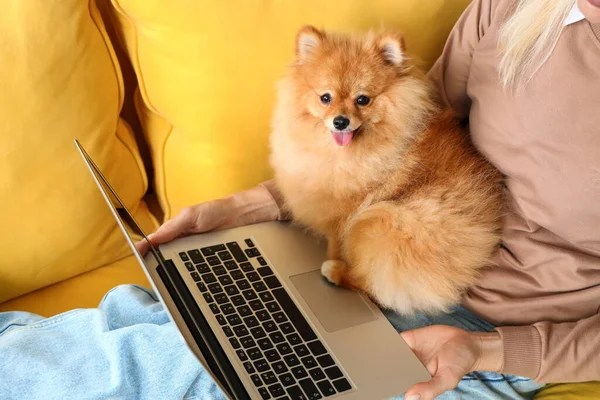 Mature woman with Pomeranian dog and laptop on sofa at home, closeup