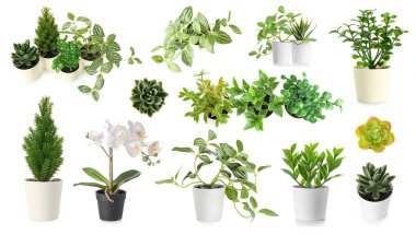 Beyaz arkaplanda bir dizi yapay bitki