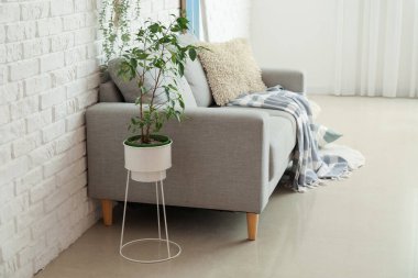 Sörf tahtası ve kanepesi olan bir oturma odası.