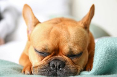 Yatak odasında uyuyan sevimli Fransız bulldog 'u, yakın plan.