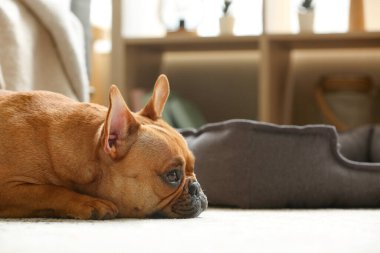 Evdeki halıya uzanmış şirin Fransız bulldog 'u, yakın plan.