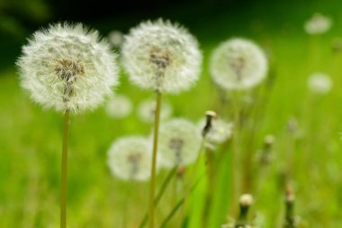 Bulanık yeşil arka planda güzel beyaz karahindibalar.