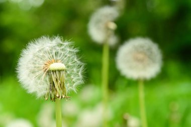 Bulanık yeşil arkaplanda karahindibalar, yakın plan