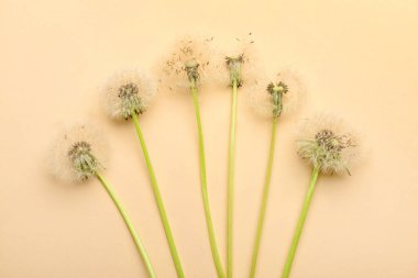 Renkli arkaplanda beyaz karahindiba çiçekleri olan kompozisyon, yakın plan