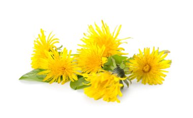 Güzel sarı karahindibalar beyaz arkaplanda izole edilmiş.