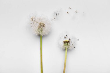 Güzel karahindiba çiçekleri ve tohumlar beyaz arka planda, yakın plan