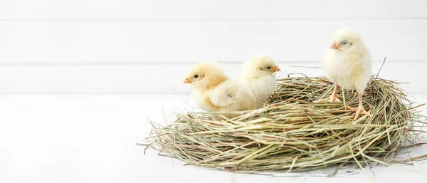 Nest Cute Little Chicks White Table — Stock Photo, Image