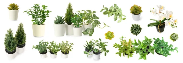 Set Artificial Plants White Background — Stock Photo, Image