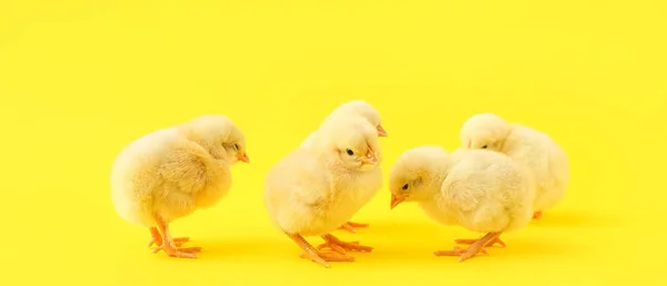 Γλυκά Μικρά Πουλάκια Κίτρινο Φόντο — Φωτογραφία Αρχείου