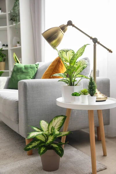 Lampe Mit Grünen Zimmerpflanzen Auf Dem Tisch Wohnzimmer — Stockfoto
