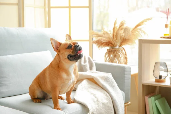 Cute French Bulldog Sitting Sofa Home — Stock Photo, Image