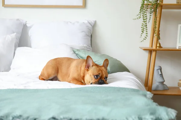 침대에 귀여운 프랑스 — 스톡 사진