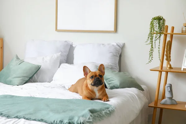 Evde Yatakta Yatan Tatlı Fransız Bulldog — Stok fotoğraf