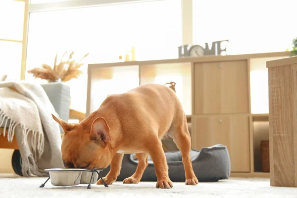 Cute French bulldog eating from bowl at home