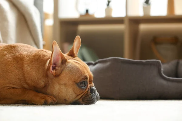 Cute French Bulldog Lying Carpet Home Closeup — Stock Photo, Image