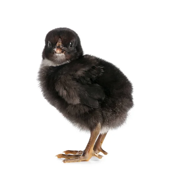 stock image Cute little chick on white background