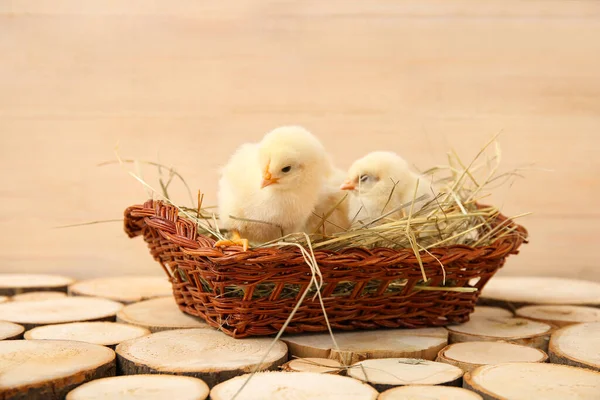 Nest Cute Little Chicks Wooden Table — Stock Photo, Image