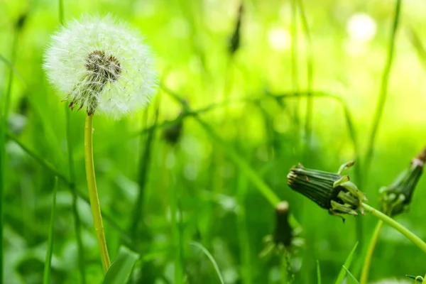 Kwiaty Mniszka Lekarskiego Zielonej Trawie — Zdjęcie stockowe