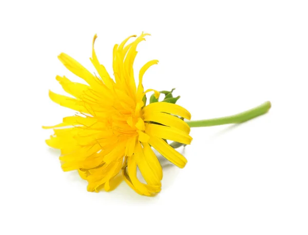 Żółty Kwiat Mniszka Lekarskiego Białym Tle — Zdjęcie stockowe