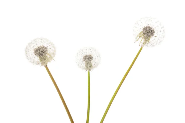 Одуванчики Цветы Изолированы Белом Фоне Крупным Планом — стоковое фото