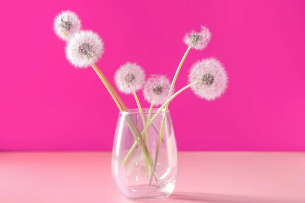 Vase with white dandelion flowers on pink background