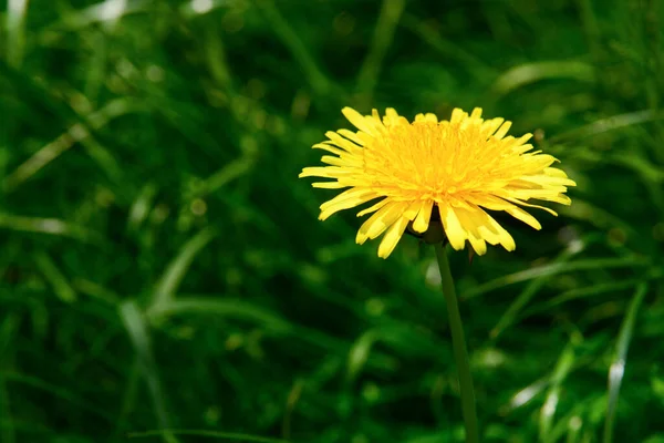 Beautiful Yellow Dandelion Green Grass Closeup — Stock Photo, Image