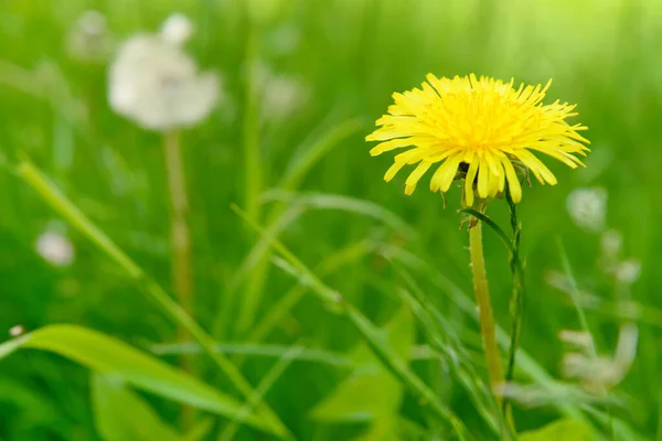 Piękny Żółty Mniszek Lekarski Zielonej Trawie Zbliżenie — Zdjęcie stockowe