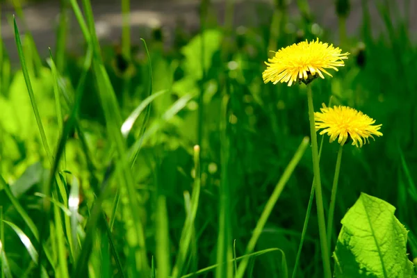晴れた日に草の中の黄色のタンポポの花 — ストック写真