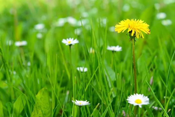 Blooming Wildflowers Green Grass — Stock Photo, Image