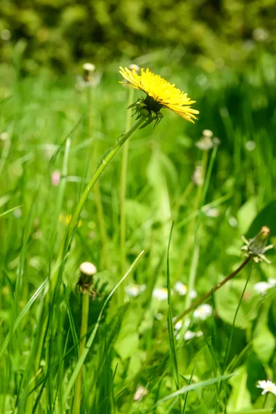 Beautiful Yellow Dandelion Green Grass — Stock Photo, Image