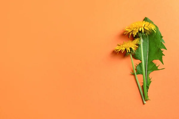 Κίτρινα Άνθη Πικραλίδας Και Φύλλα Φόντο Χρώματος — Φωτογραφία Αρχείου