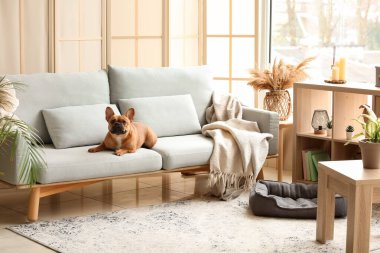 Evdeki kanepede yatan tatlı Fransız bulldog 'u.