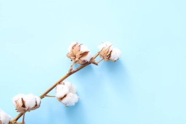 Mavi arkaplanda pamuk filizi