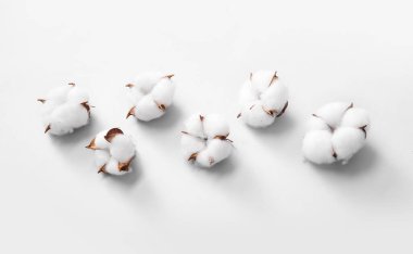 Beyaz arkaplanda pamuk çiçekleri