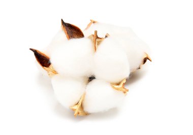 Beyaz arkaplanda güzel pamuk çiçekleri