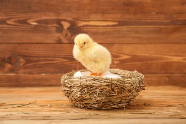 Şirin bir civciv ve tahta arka planda yumurtaları olan bir yuva.