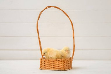 Beyaz masadaki küçük tatlı piliçlerle dolu bir sepet.