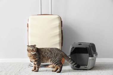 İskoç kedisi taşıyıcı ve ışık duvarının yanında seyahat eden aksesuarlarla