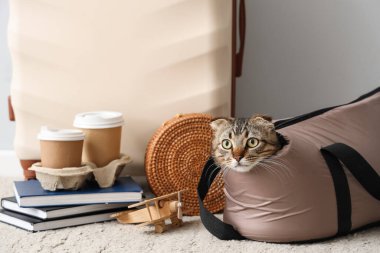 Taşıyıcıda İskoç kedisi ve ışık duvarı yakınında seyahat eden aksesuarlar.