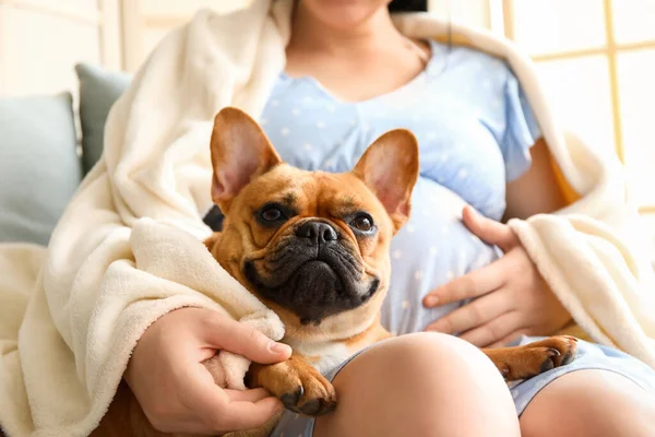 Pregnant Woman Cute French Bulldog Home Closeup — Stock Photo, Image