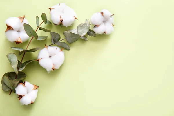 Cotton Flowers Eucalyptus Green Background — Stock Photo, Image